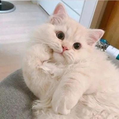 Andi Wijaya avatar